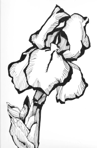 Ирис цветок