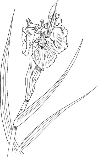 Ирисы карандашом