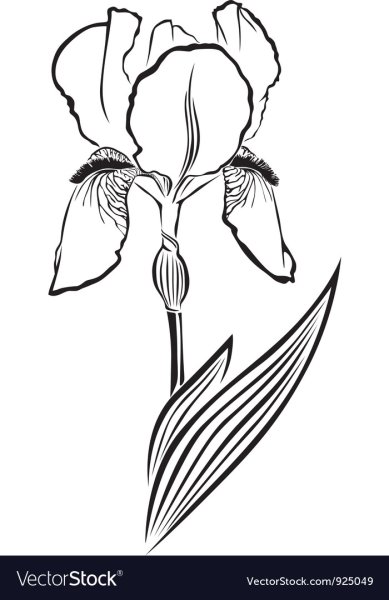 Ирис рисунок
