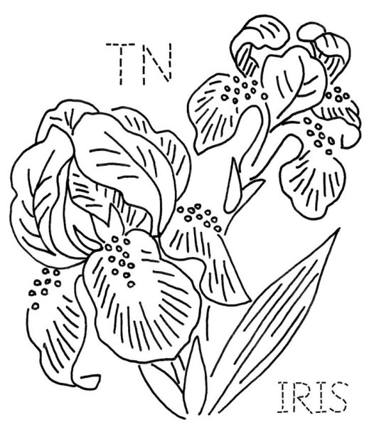Ирисы раскраска
