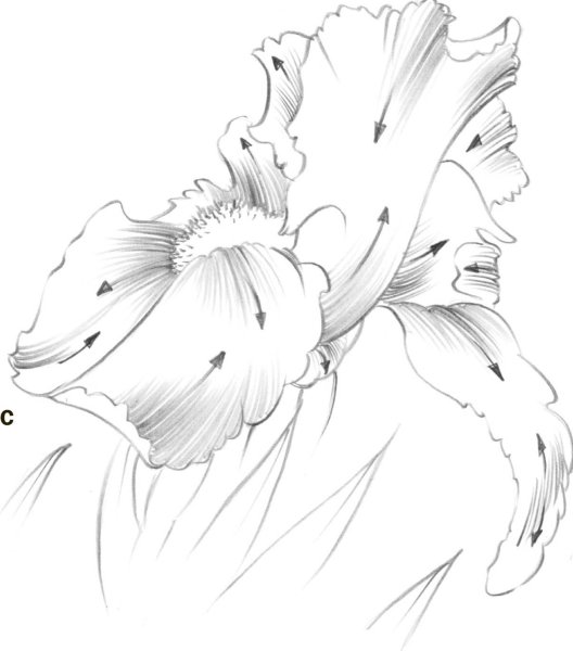 Раскраска цветы ирисы