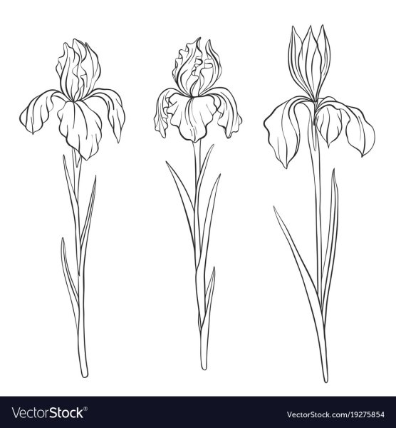 Ирисы раскраска