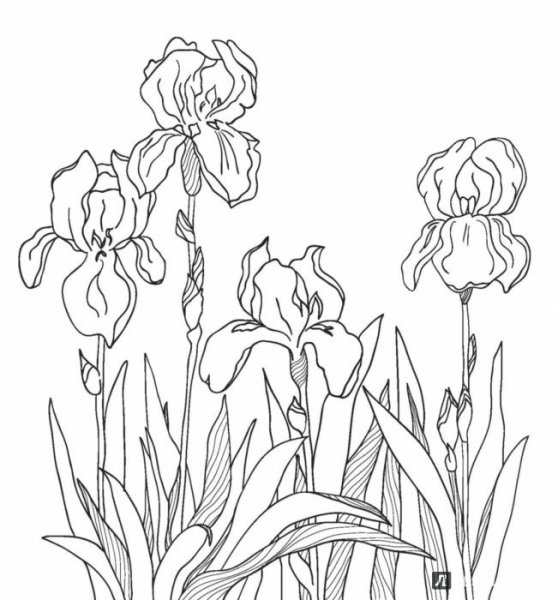 Раскраска Ирис цветок
