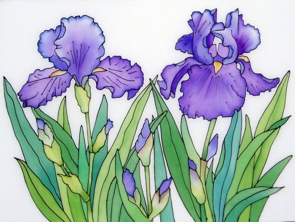 Ирисы набросок