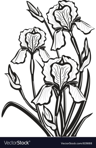 Ирис цветок трафарет