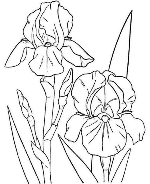 Iris pseudacorus Ирис ложноаирный рисунок