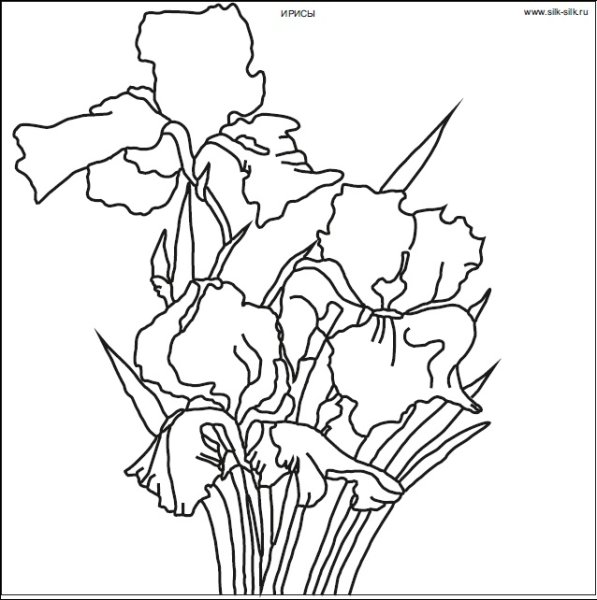 Ирисы раскраска