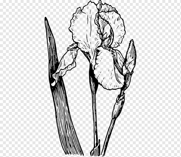 Ирис вектор силуэт