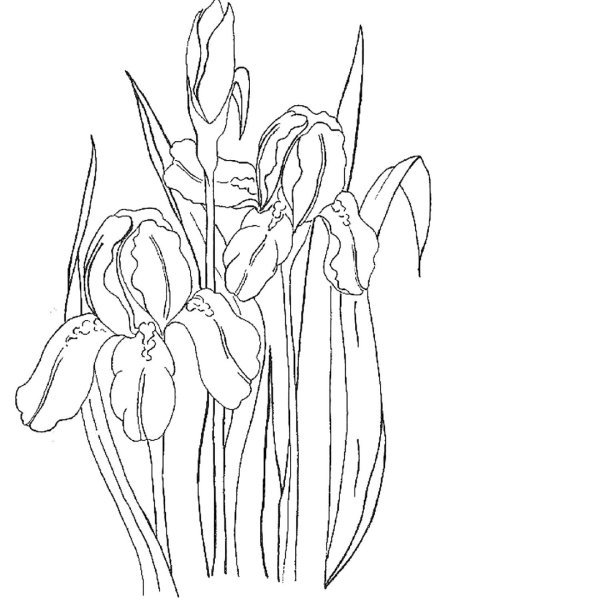 Раскраска Ирис цветок