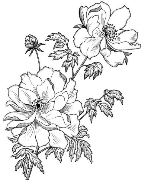 Эскизы цветов для вышивки гладью