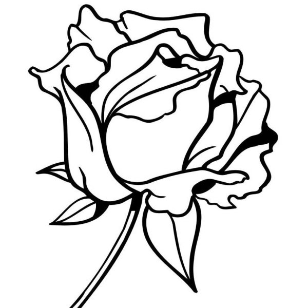 Роза черный контур
