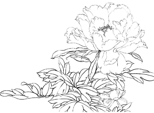 Пион тонколистный