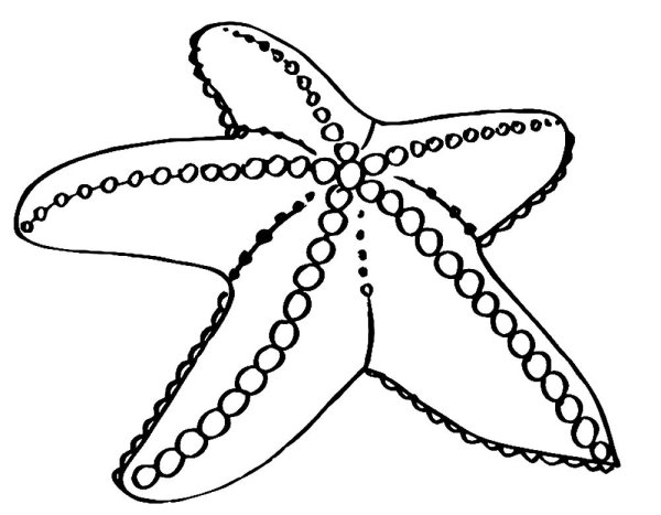 Starfish раскраска для детей