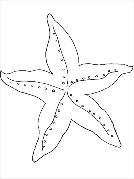 Морская звезда раскраска для детей