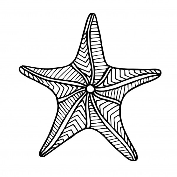 Морская звезда раскраска