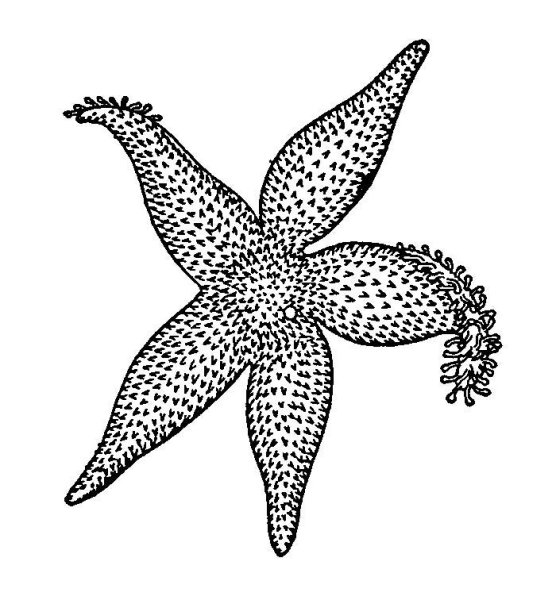 Морская звезда черно белая