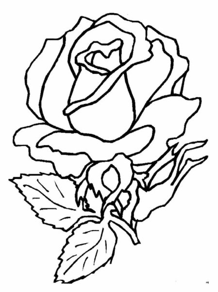 Трафарет розы для раскрашивания