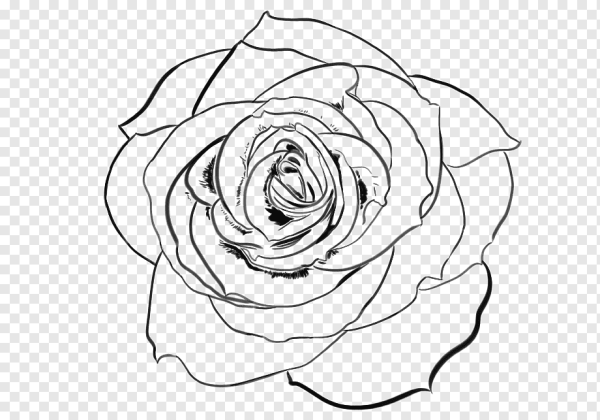 Контурная роза