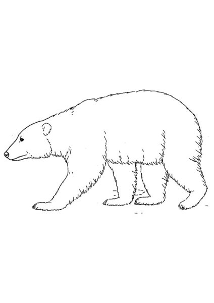 Белый медведь контур