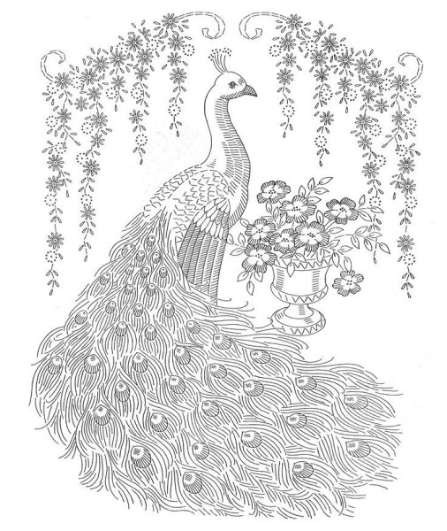 Павлин. Раскраска