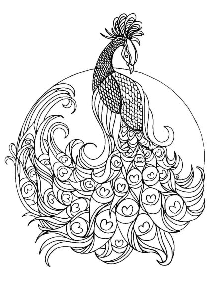 Жар птица черно белая