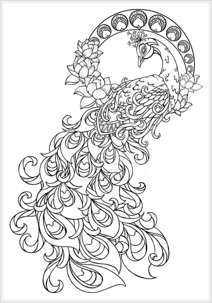 Павлин раскраска для детей