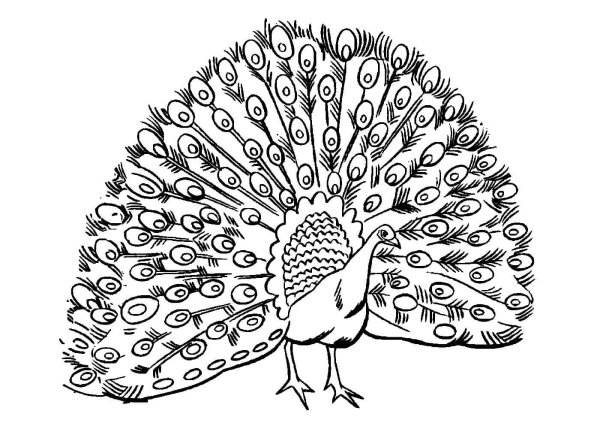 Павлин для раскрашивания