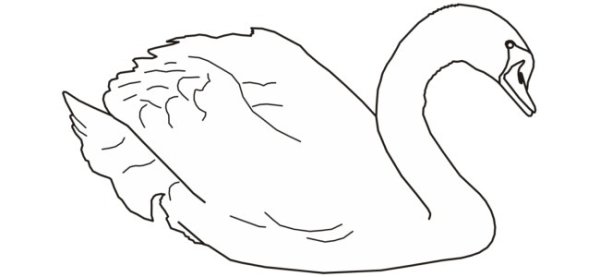 Лебедь контур