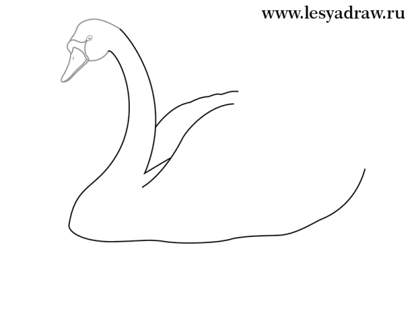Лебедь контур
