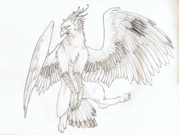 Раскраски Грифон и гиппогриф