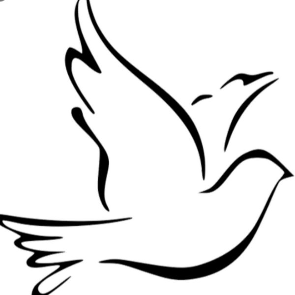 Голубь контур
