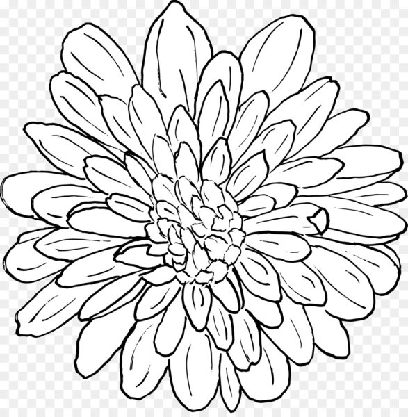 Хризантема Астра бархатцы чб