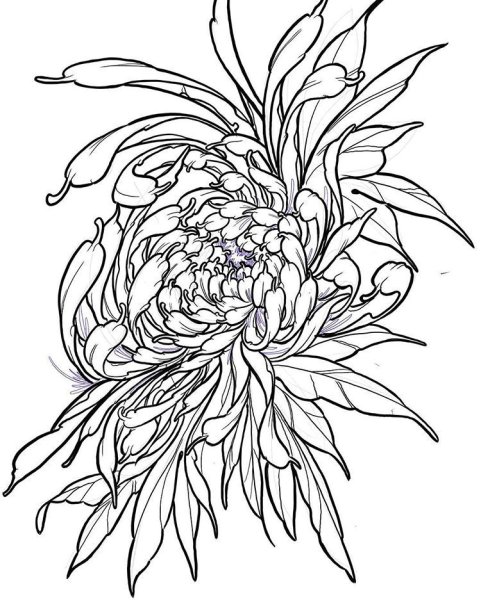 Хризантема Астра бархатцы чб