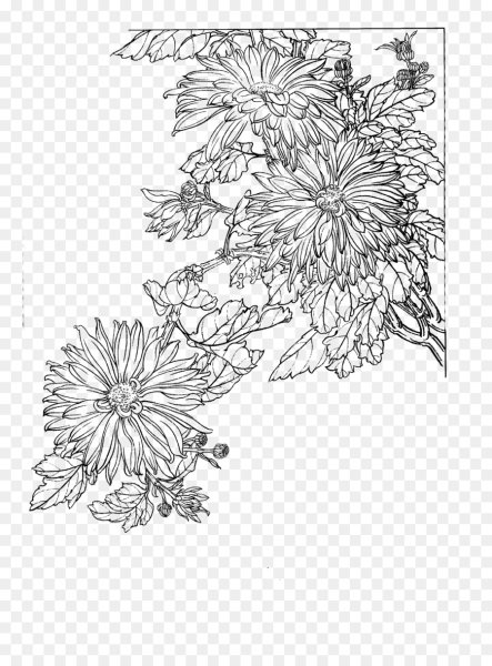 Пионы эскиз контурные