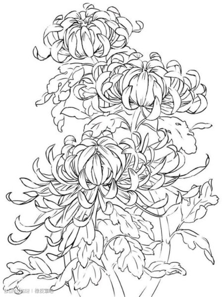 Хризантема раскраска для детей