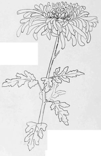 Циния ботаника