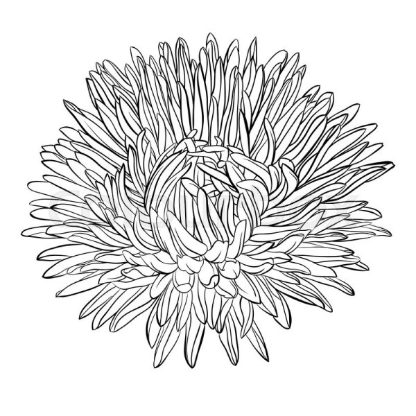 Трафарет "пионы"