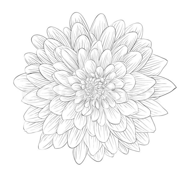 Астра раскраска