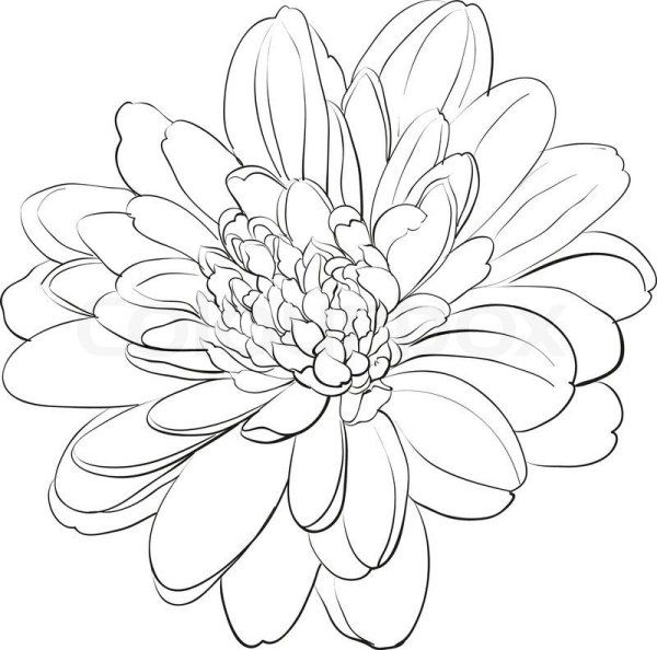 Георгин раскраска