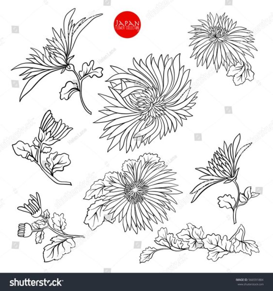 Эскиз тату цветы хризантемы