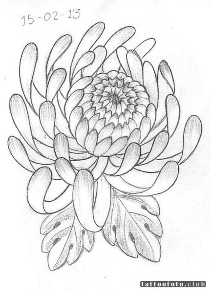 Хризантемы для выжигания