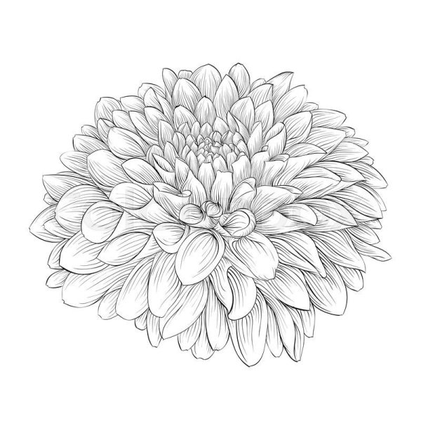 Хризантема Астра бархатцы чб