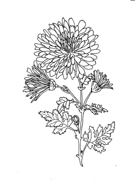 Георгин Астра белый