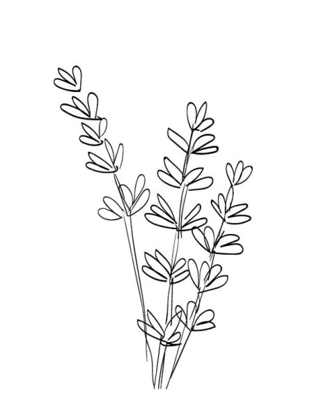 Лаванда раскраска