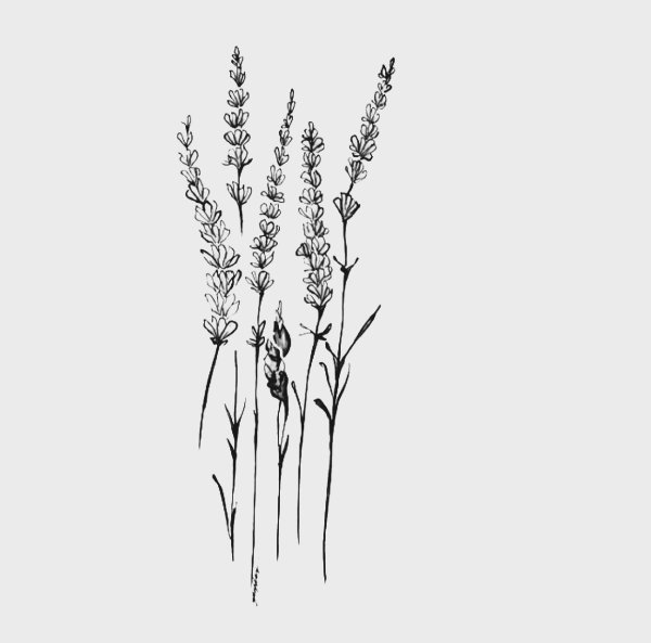 Лаванда эскиз