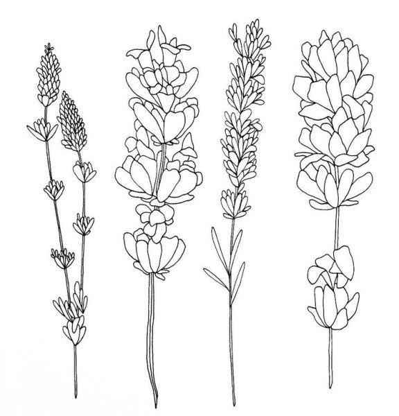 Вереск тату эскиз