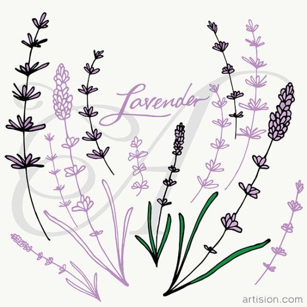 Лаванда Графика