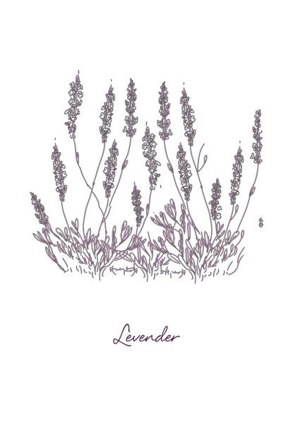 Вереск обыкновенный рисунок