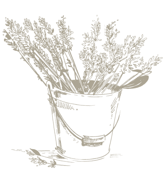 Лаванда карандашом