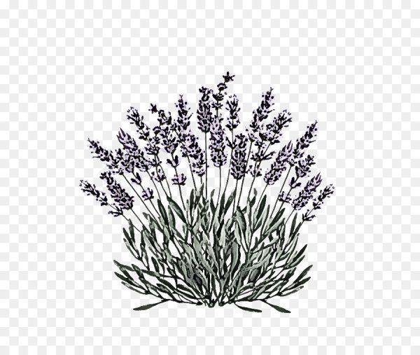 Лаванда на белом фоне